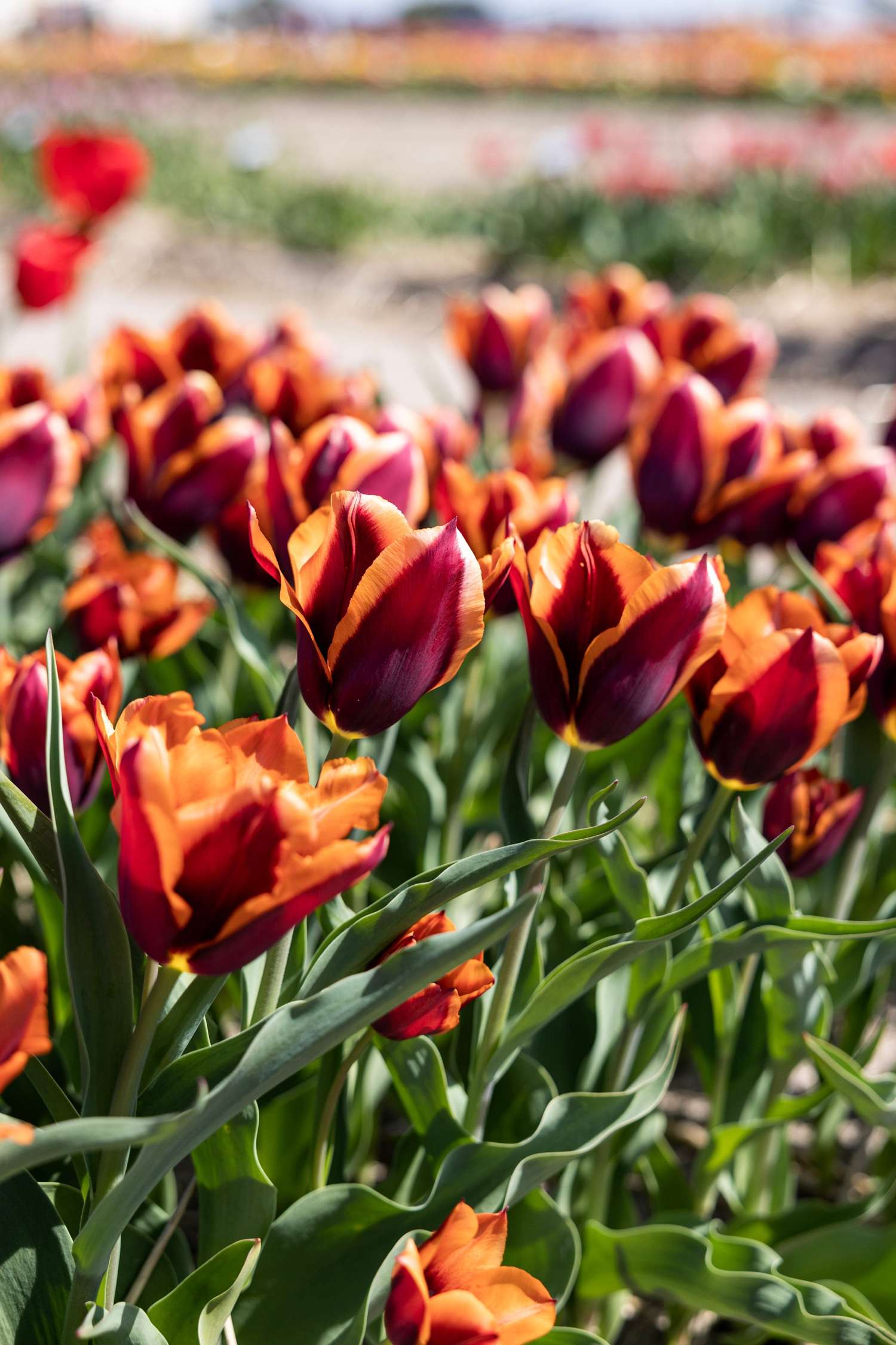 Tulip 'Slawa'